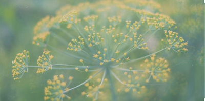 Hormone Harmony: Phytoestrogens and Menopause