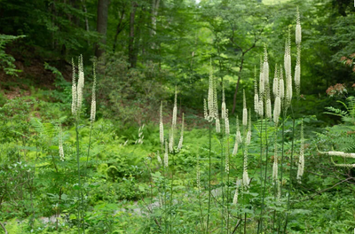 Black Cohosh: More than just a woman's herb