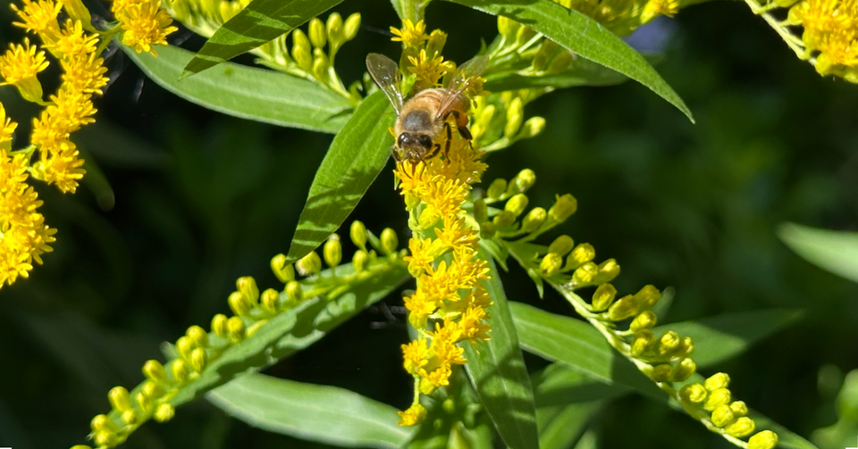 Solidago virgauria - The homoeopathic catheter